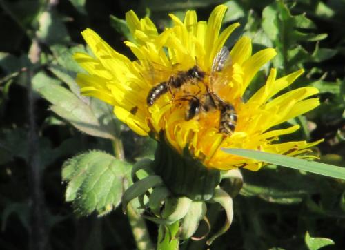 Andrena flavipes